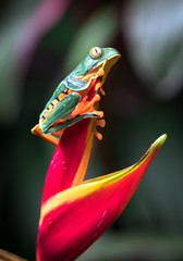 Poster - Splendid leaf frog (Cruziohyla calcarifer) on a heliconia flower.