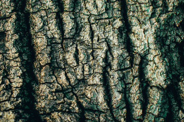 bark of a tree