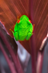 Canvas Print - Red-eyed tree frog (Agalychnis callidryas) clinging on to the underside of a leaf. Costa Rica.