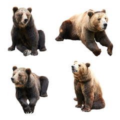 Wall Mural - set of bear over white background