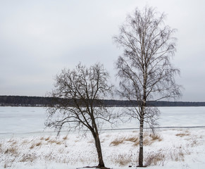 Two trees without leaves on the background of a frozen river.