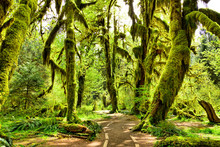 Path Through Moss Covered Trees In Hoh Rain Forest, Olympic National Park, Washington, USA
