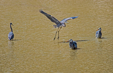 Wall Mural - Several  Greta Blue Herons fishing together in open waters.