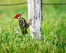 A Pileated Woodpecker Pecks On A Fence Post At Cades Cove.