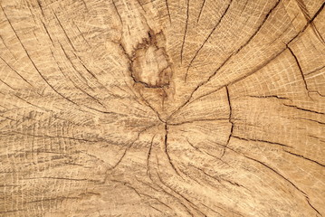 Wood texture and background of cut tree trunk, close-up 