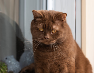 Wall Mural - Portrait of British short hair brown cat, The cat is sitting on the windowsill. closeup of the big round face of cinnamon british cat.