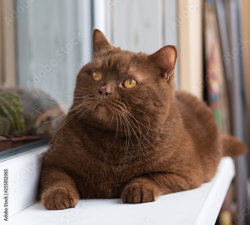 Portrait Of British Short Hair Brown Cat The Cat Is Sitting On