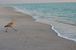 Heron walking towards the Gulf of Mexico on Manasota Key, Florida.