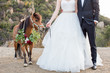 Bride and groom with miniature horse on their wedding