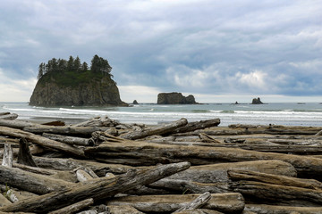 Big trunks at Second Beach in Olympic National Park, WA, USA.