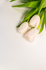 Wall Mural - white tulips on white background