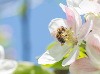 Wall Mural - Domestic Honeybee (Apis mellifera) gathering pollen and nectar from apple flowers