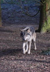  Eurasian Wolf Canis lupus lupus