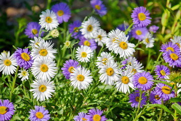 Wall Mural - Aster Dumosus Daises Pink Daisy Violet Floral Portrait Stock Photo