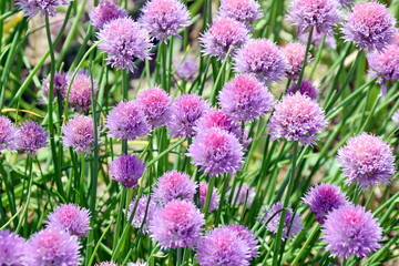 Wall Mural - Chive Allium Schoenoprasum Colorful Blossom Home Gardening and Planting Stock Photo