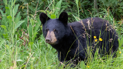 Wall Mural - black bear in meadow