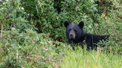 Wall Mural - black bear