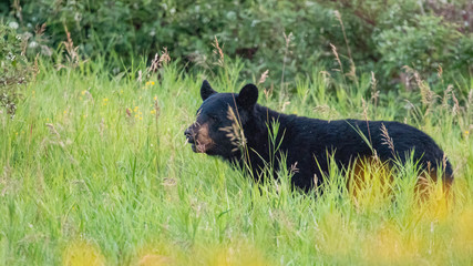 Wall Mural - black bear
