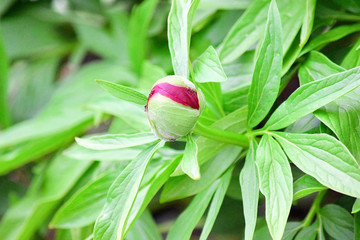 Wall Mural - Paeonia Lactiflora Blossom Detail Stock Photo