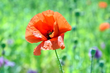 Wall Mural - Papaver somniferum L Poppy Bud Field Stock Photo