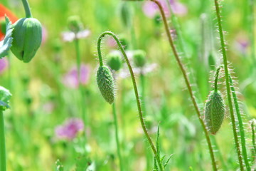 Wall Mural - Papaver somniferum L Poppy Bud Field Agriculture Stock Photo