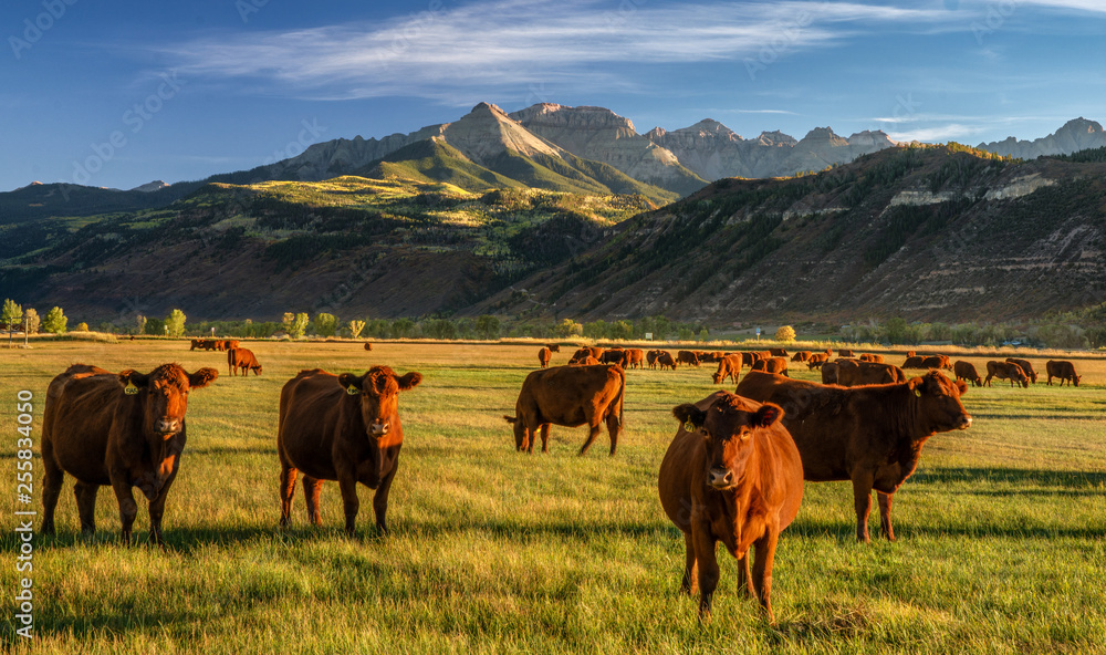 Autumn at a cattle ranch in Colorado near Ridgway - County Road 12 - obrazy, fototapety, plakaty 