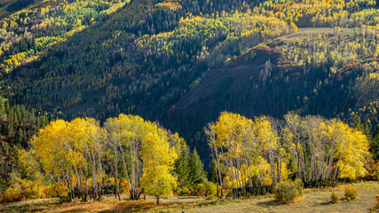 Wall Mural - Autumn scenery on Last Dollar Road near Telluride - Golden Aspen