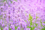 Fototapeta Lawenda - Close up of lavender flower field. Blurred