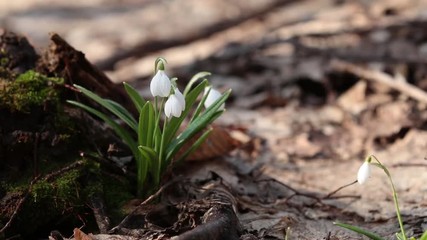 Wall Mural - white blooming snowdrop folded or galanthus plicatus with water drops in the forest background. wind
