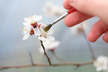Close-up Of A Manual Pollination Of An Apricot Blossom On A Branch Using A Paintbrush
