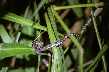 cloudy snail-eating snake (sibon nebulatus)