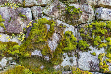 Old stone wall with moss 