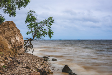 Tree on the rocky shore at stormy day