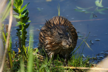 Wall Mural - muskrat