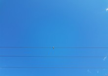 Dove Sitting On Electrical Cables Or Wires And Blue Sky