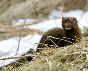 Wall Mural - wild mink playing