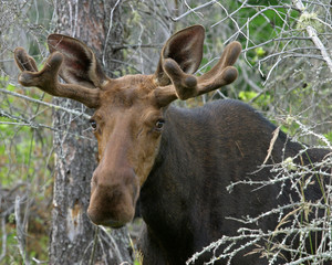 Wall Mural - canadian moose in algonquin