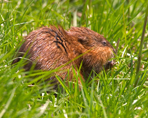 Wall Mural - muskrat