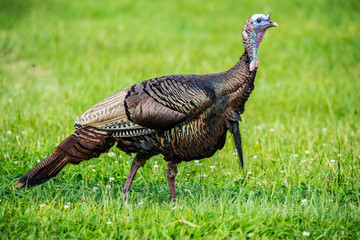 Closeup wild Turkey with a beard feeding in green grass.