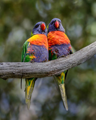 Pair of Rainbow Lorikeets (Trichoglossus moluccanus) perched on a branch - native parrots of eastern Australia