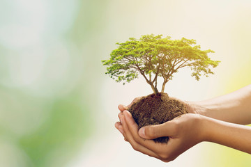 Wall Mural - hand holdig big tree growing on green background