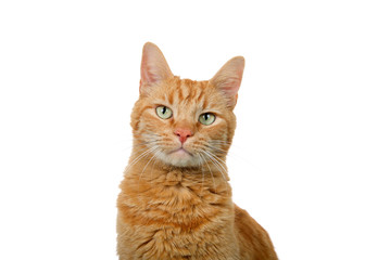 Wall Mural - Portrait of one orange tabby ginger cat Isolated on white background. Looking directly at viewer. Copy space.