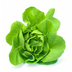 Butter head lettuce vegetable for salad on white back ground