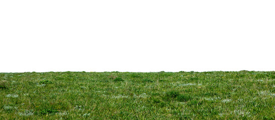 Wall Mural - green natural grass isolated. spring field, lawn with horizon line on white for your background.