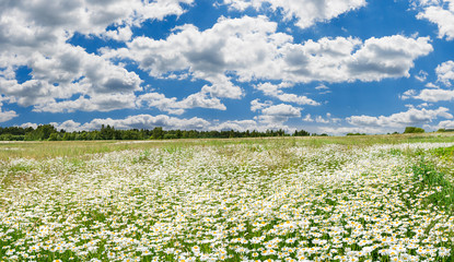 Canvas Print - spring landscape panorama with flowering flowers on meadow