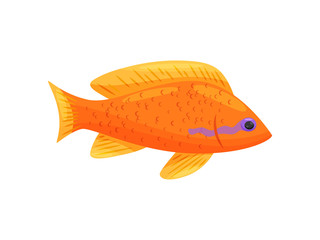 Wall Mural - orange fish on white background. water life.