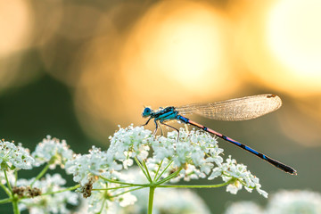 Canvas Print - dragonfly sitting on white flowers