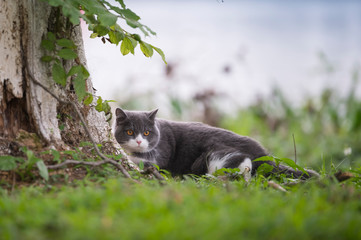 Wall Mural - British short-haired cat playing on grass