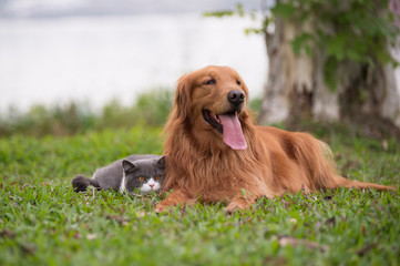 Canvas Print - Golden Retriever dogs and British short-haired cats play on the grass