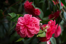 Close-up Of A Beautiful Blooming Pink Camellia Japonica (also Known As Common Camellia Or Japanese Camellia) 'Palazzo Tursi', A Flowering Tree Or Shrub.